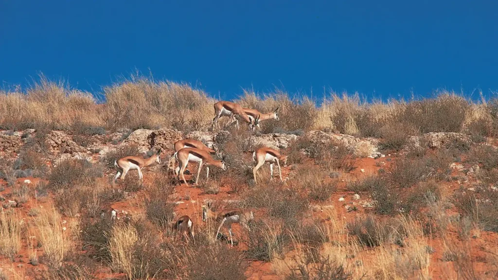 Kgalagadi Transfrontier Park