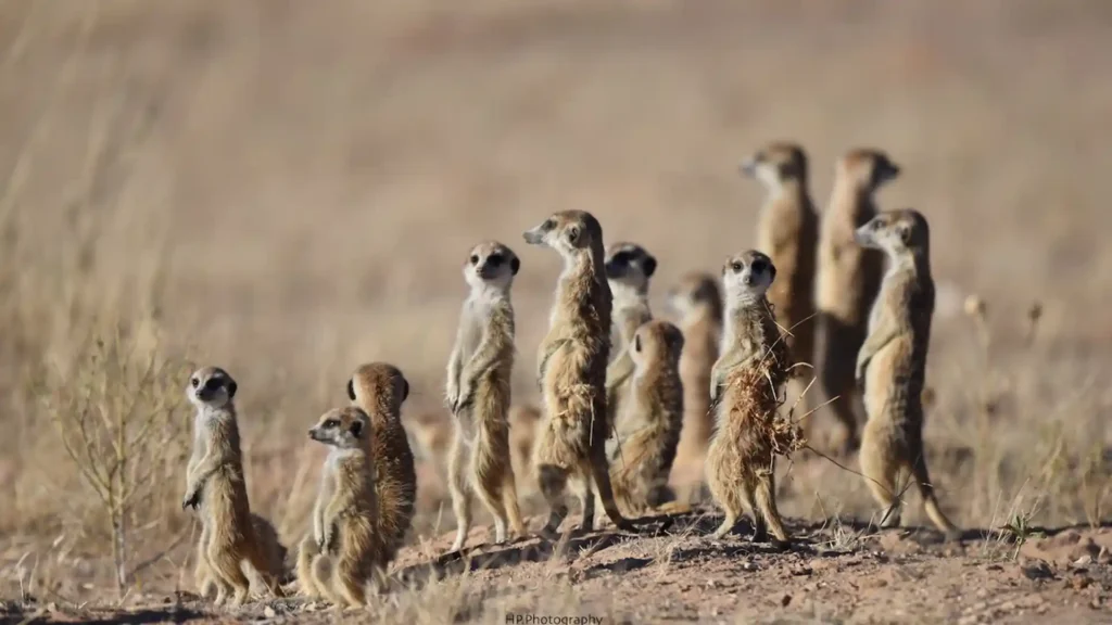 Kgalagadi Transfrontier Park