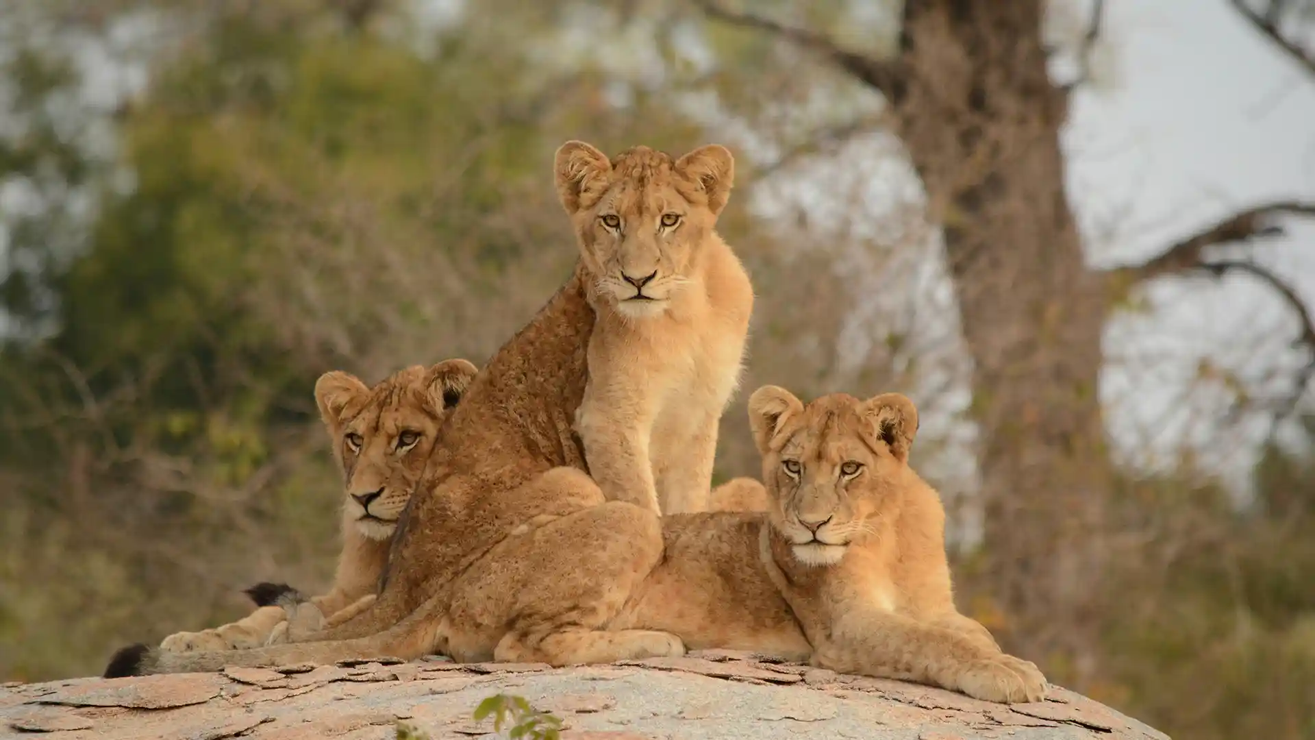 Kruger National Park