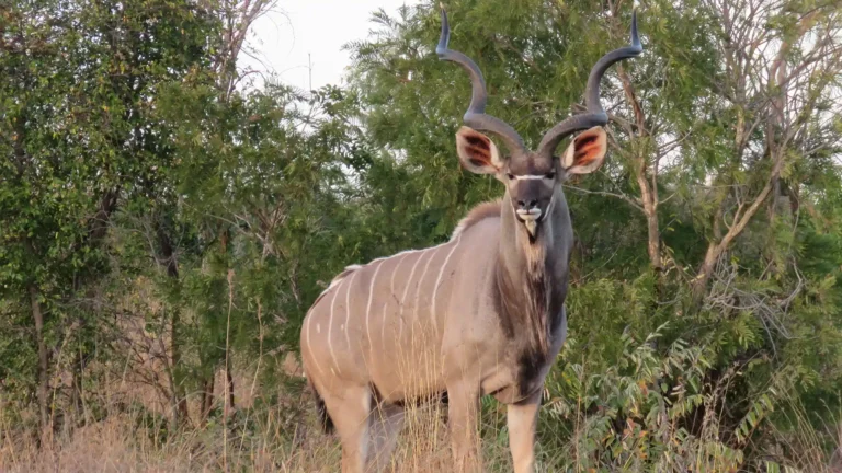 Kruger National Park