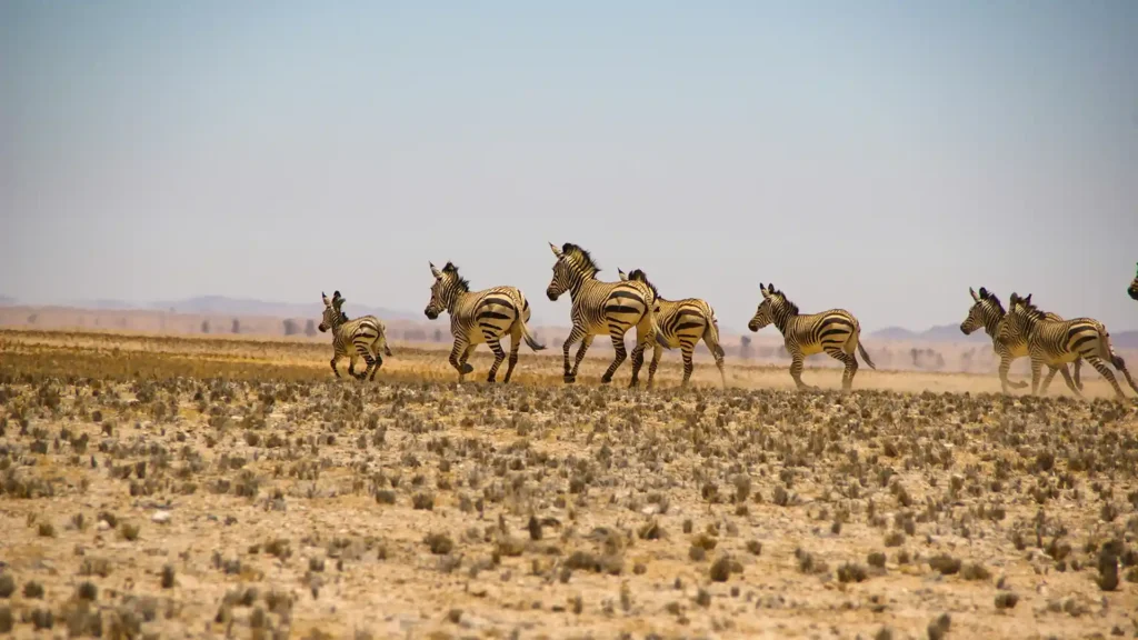 Namib-Naukluft Park