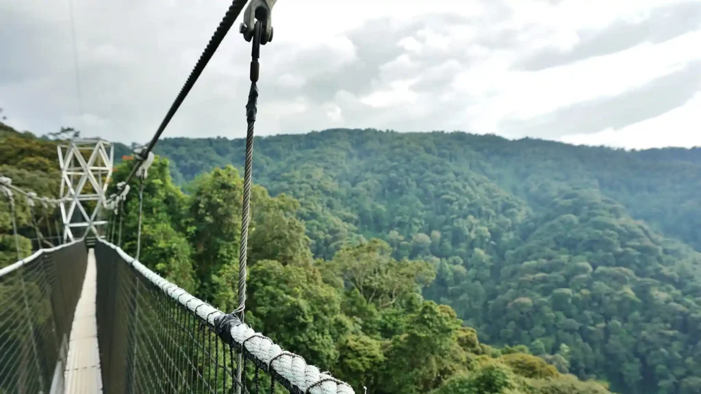 Nyungwe National Park