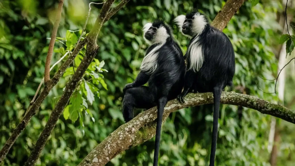 Nyungwe National Park