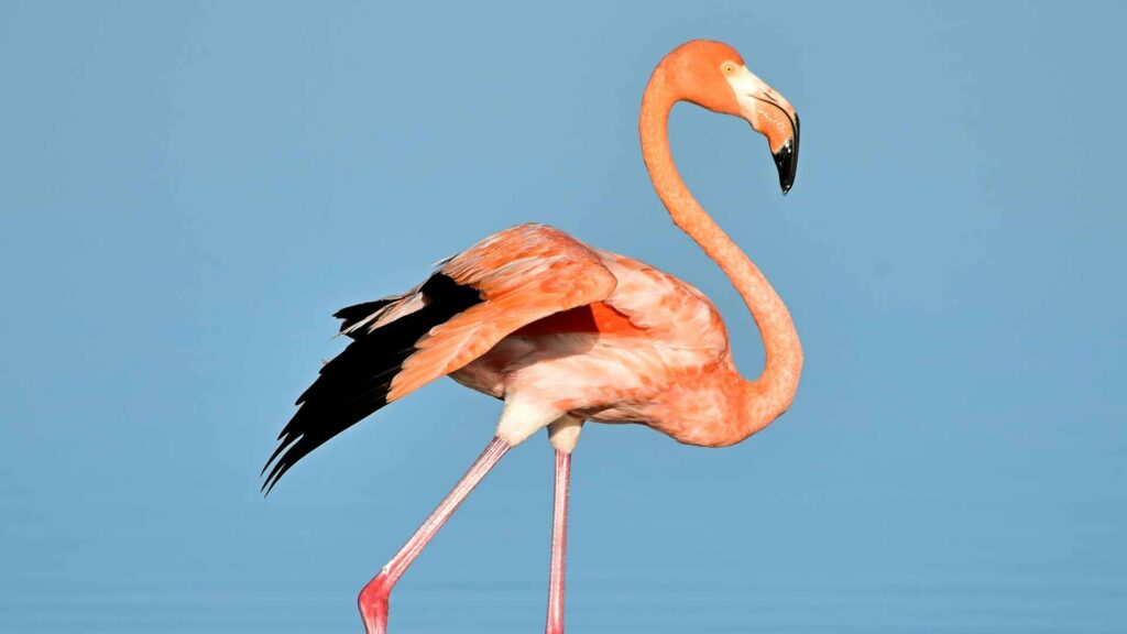 African Flamingo