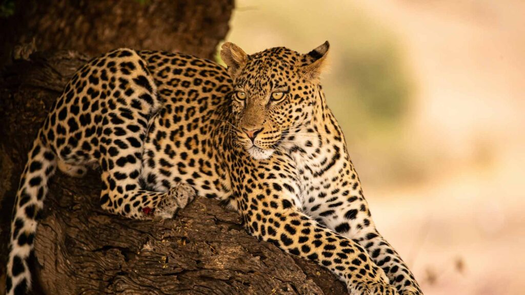 African Leopard