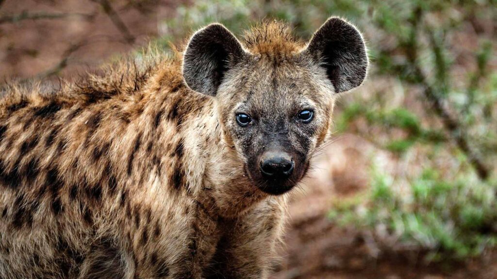 Hyena in Africa