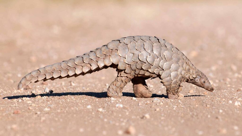 Pangolin