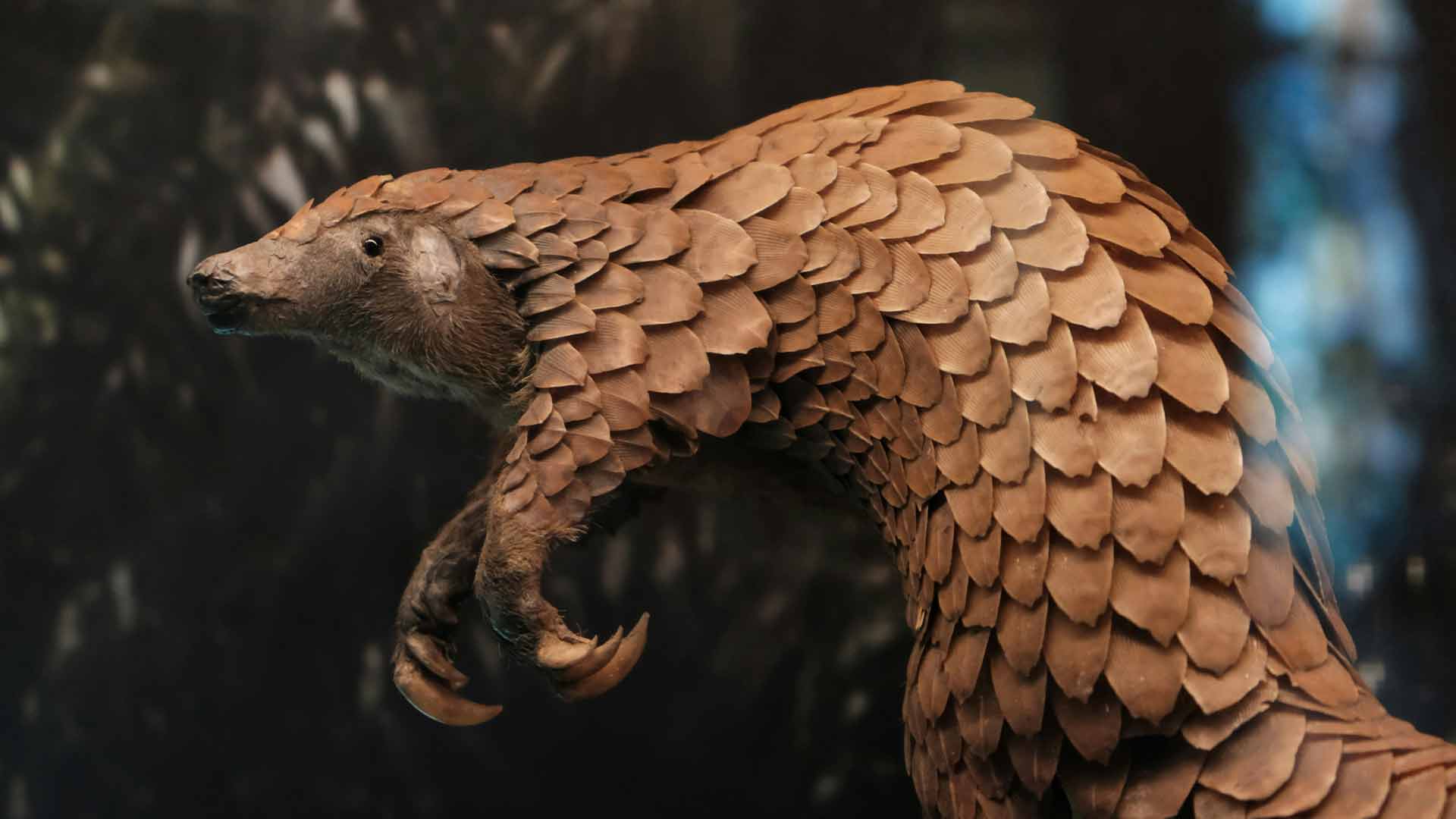 Pangolin