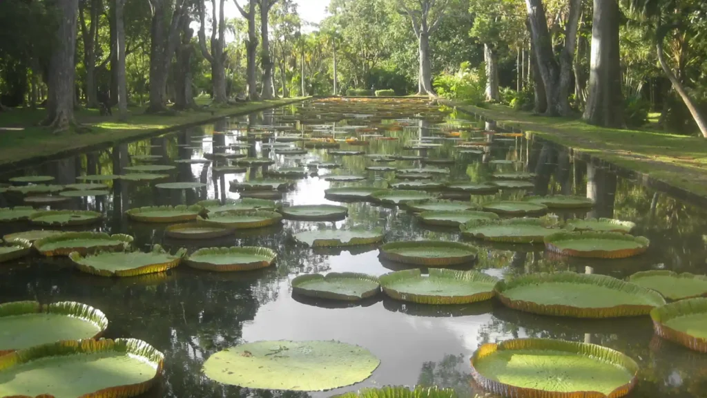 Pamplemousses Botanical Garden