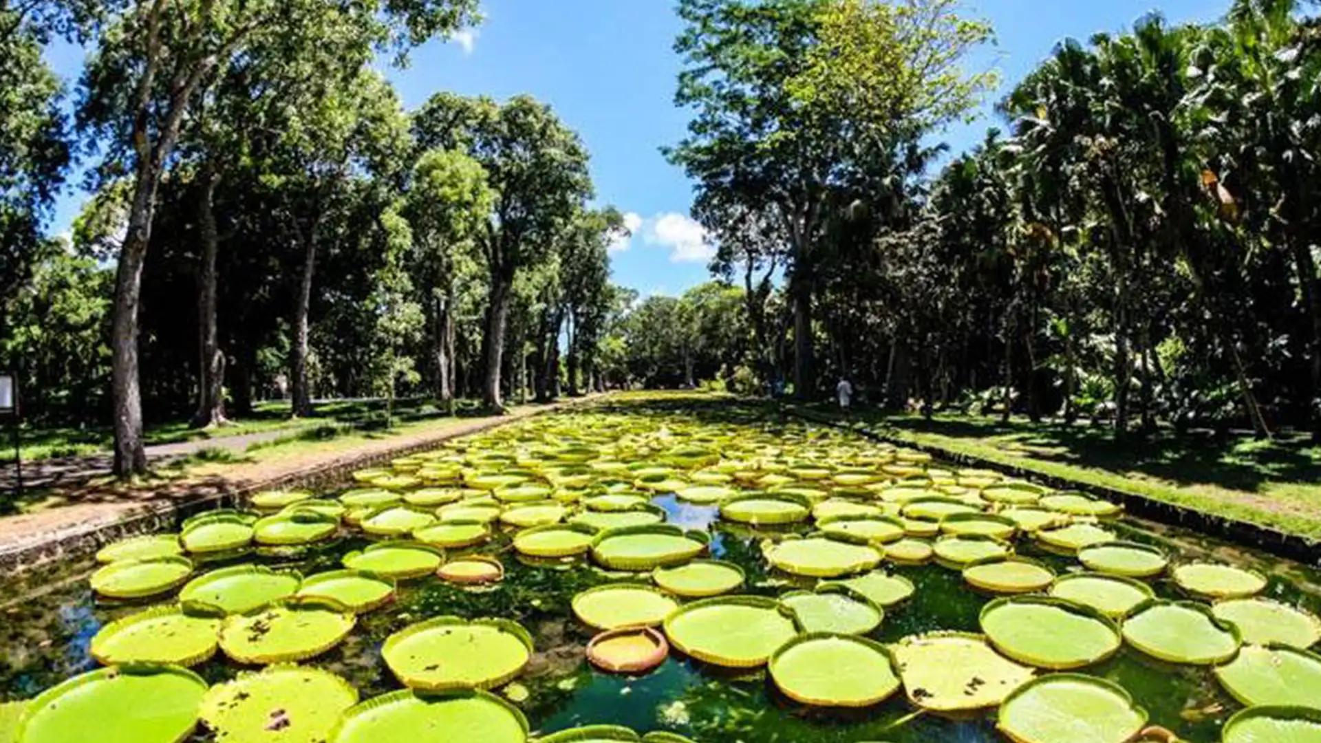 Pamplemousses Botanical Garden