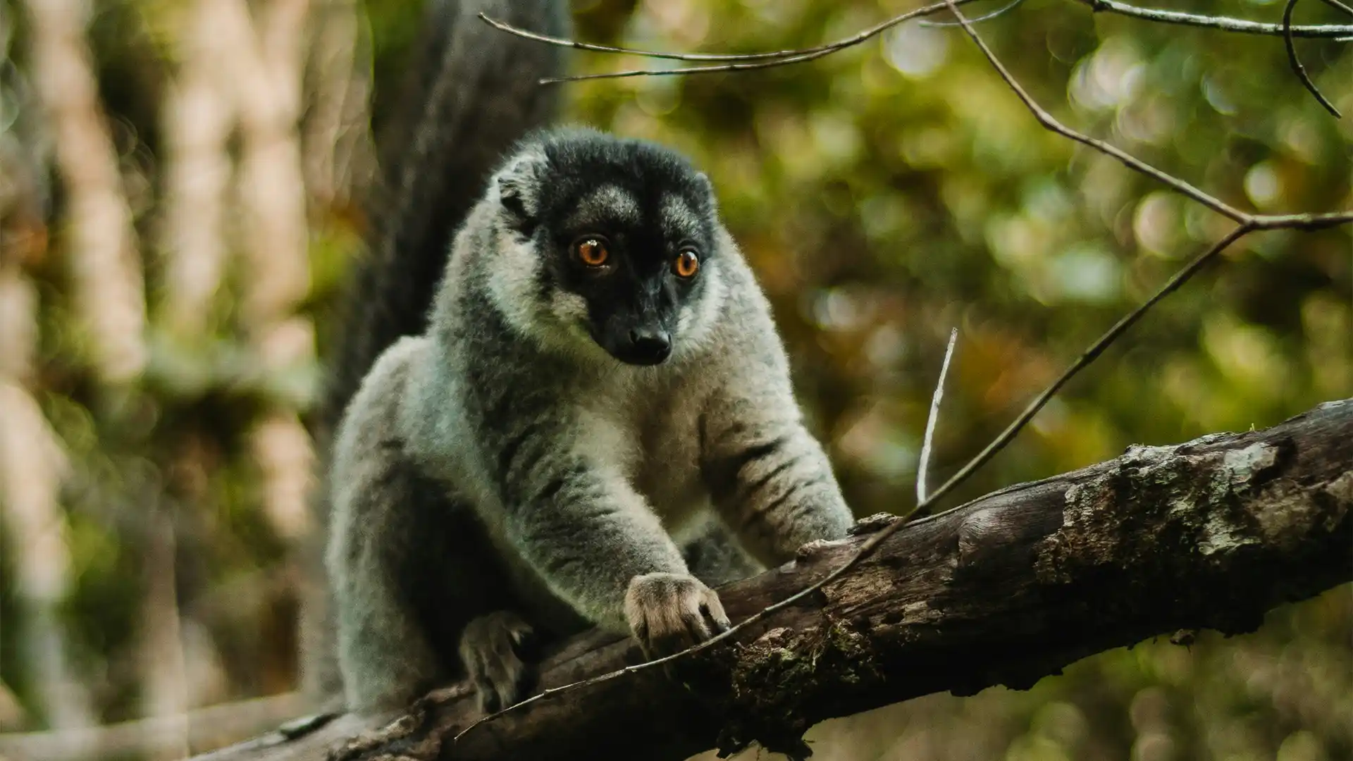 Andasibe-Mantadia National Park