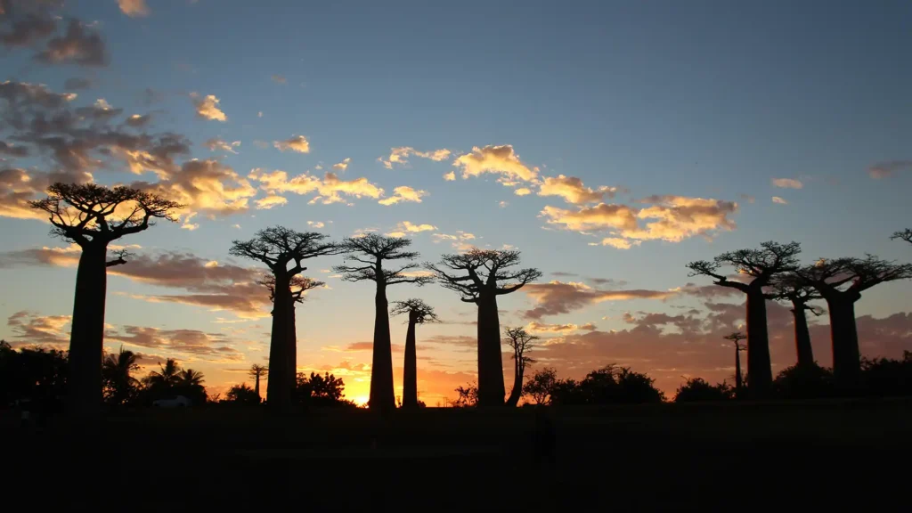 Avenue of the Baobabs