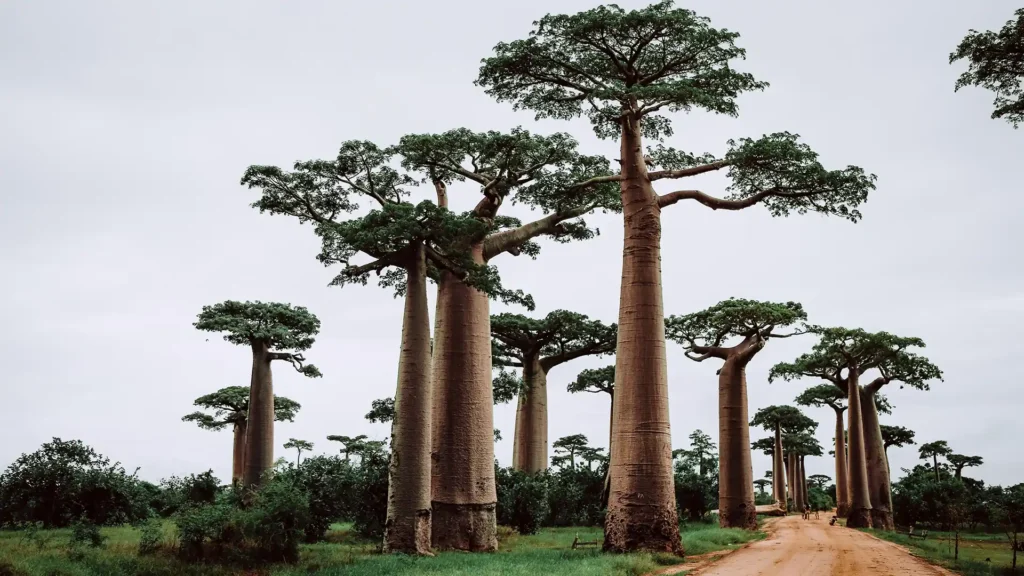 Avenue of the Baobabs