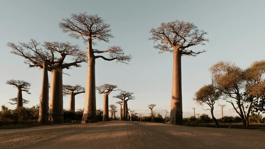 Avenue of the Baobabs