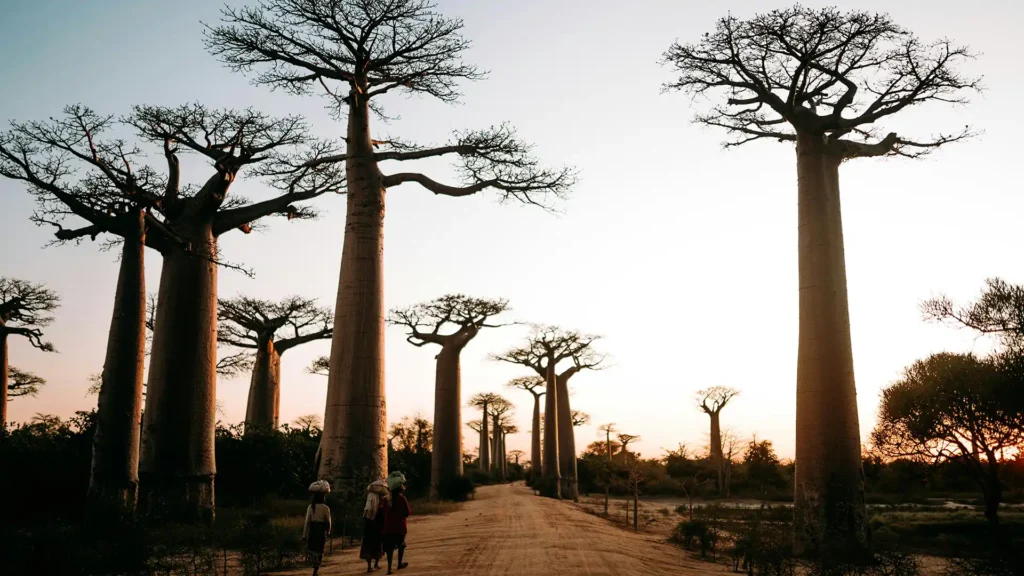 Avenue of the Baobabs