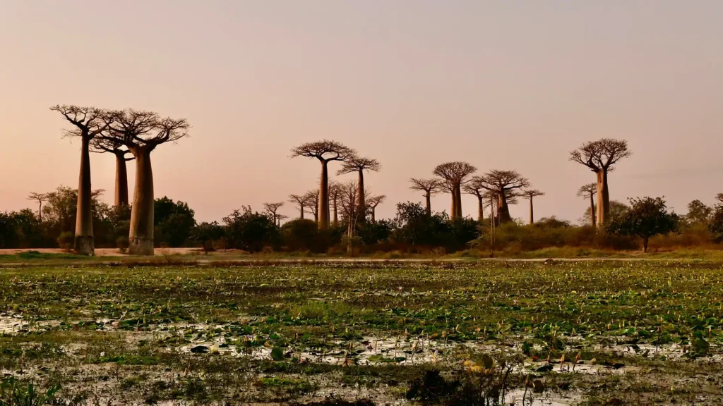 Avenue of the Baobabs