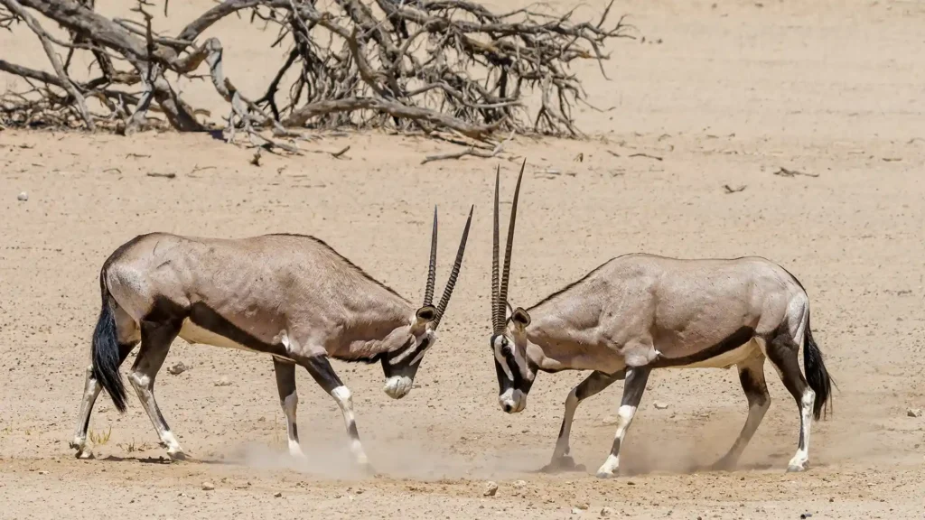 Central Kalahari Game Reserve