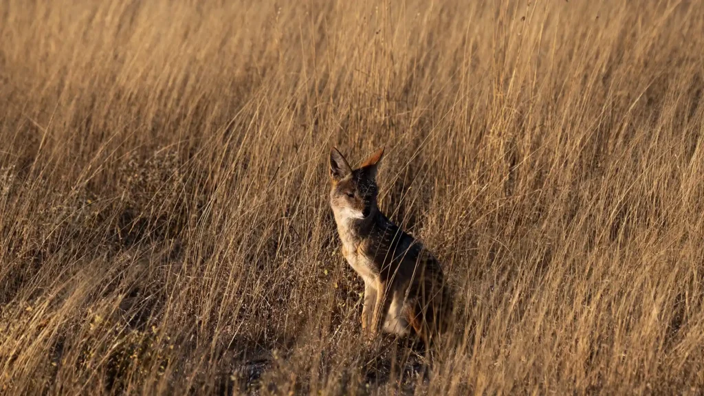 Central Kalahari Game Reserve