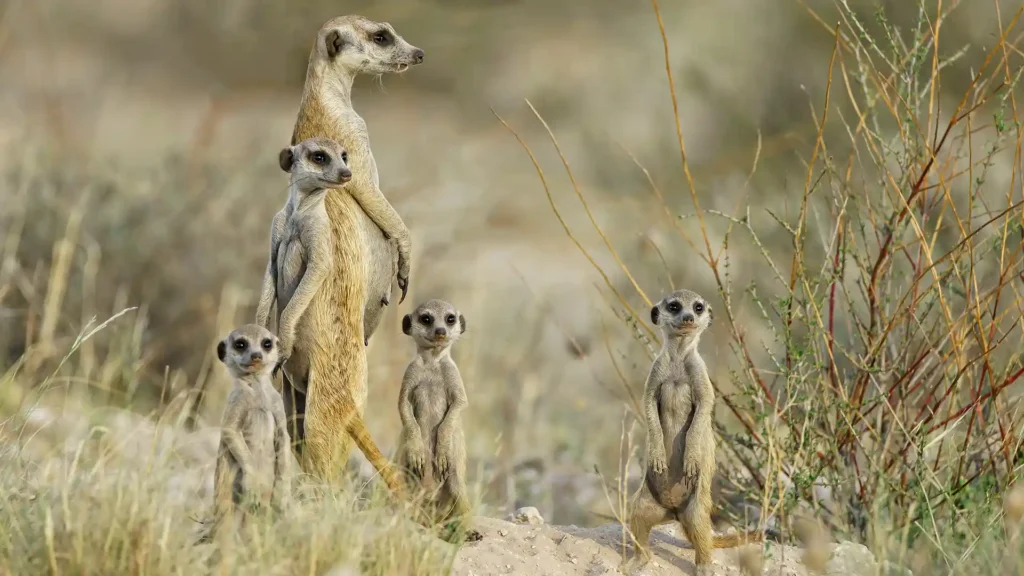 Central Kalahari Game Reserve