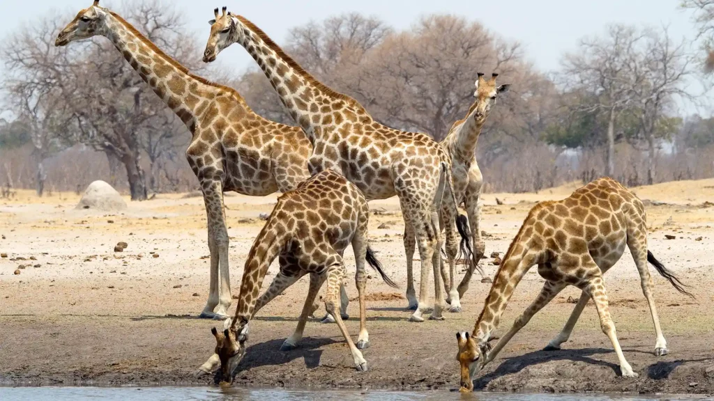 Visit Africa_Chizarira National Park_03