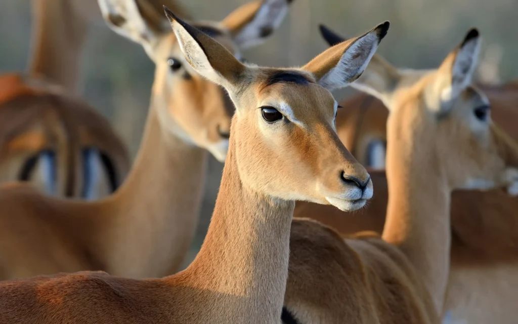 Chizarira National Park