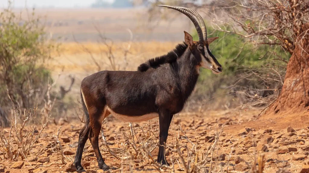 Chobe National Park