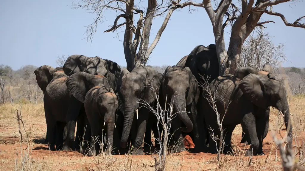 Chobe National Park