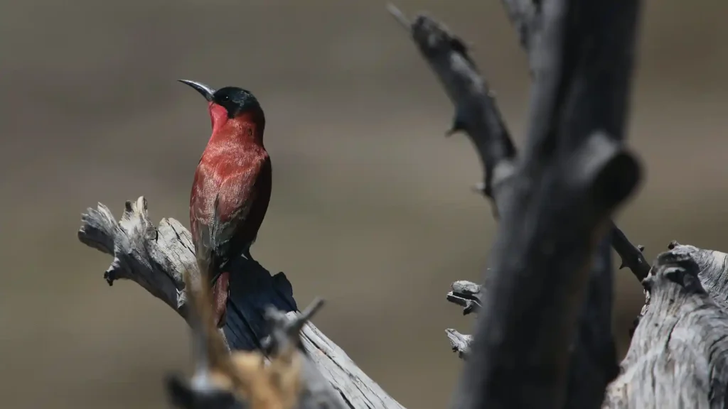 Chobe National Park