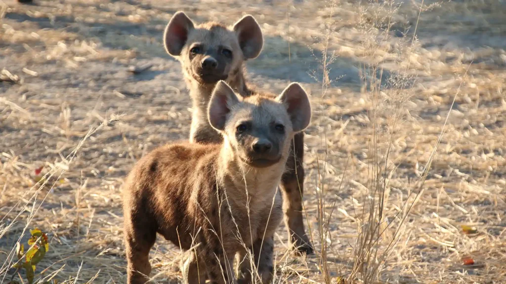 Chobe National Park