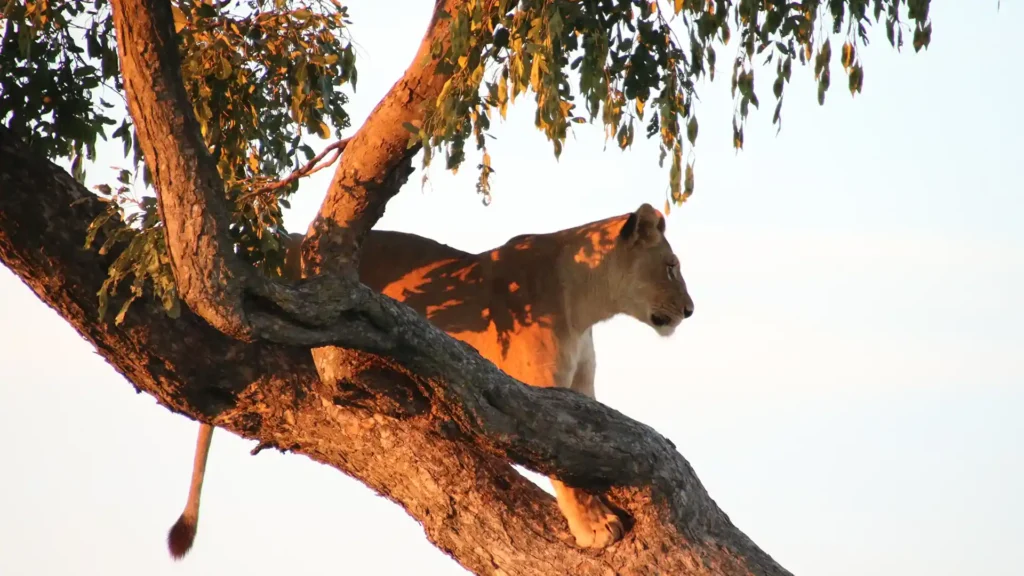 Chobe National Park