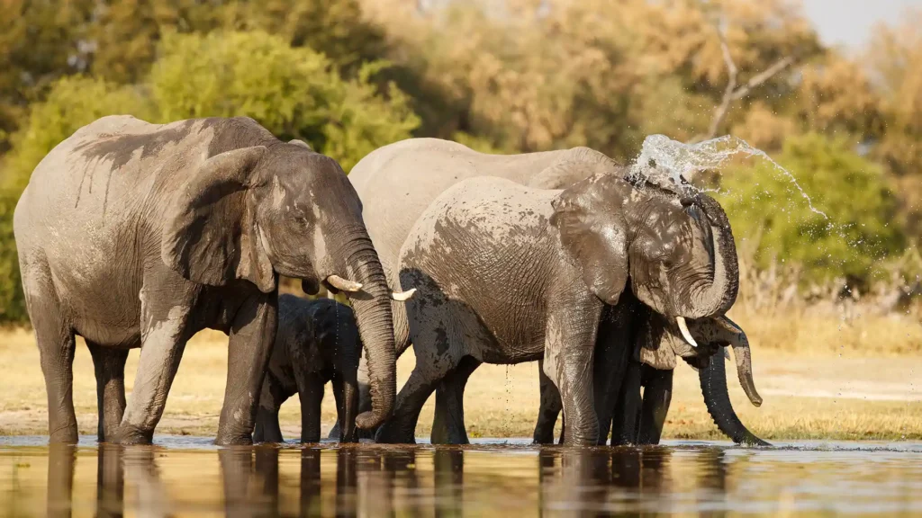 Hwange National Park