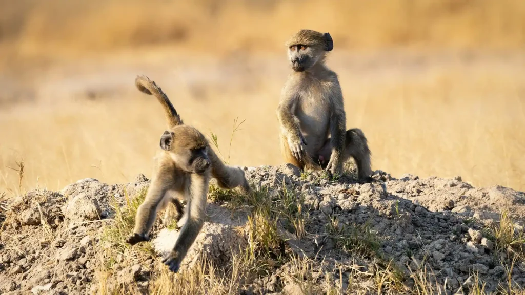 Hwange National Park