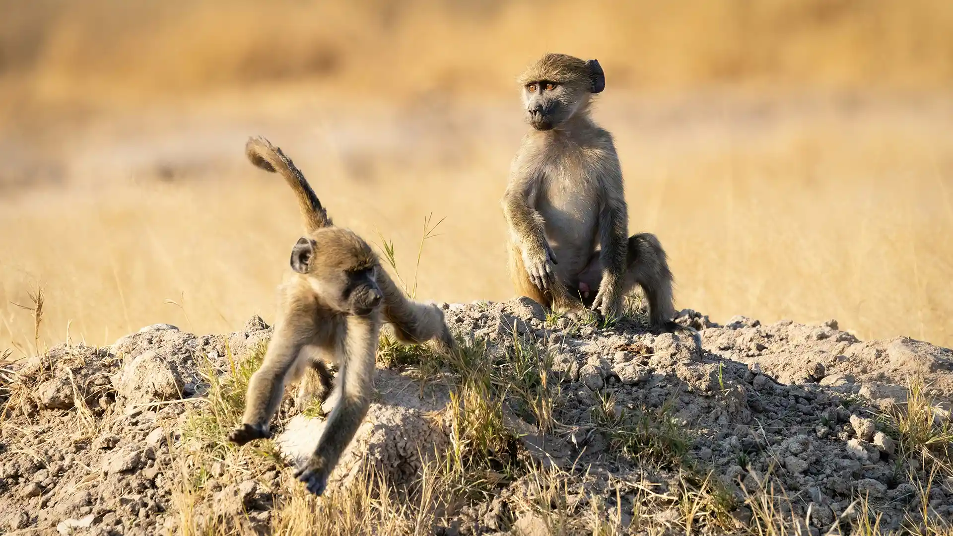 Hwange National Park