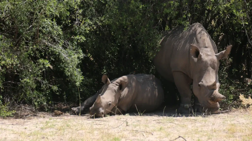 Khama Rhino Sanctuary