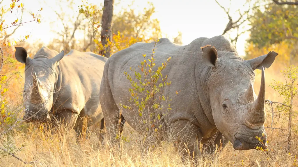 Khama Rhino Sanctuary