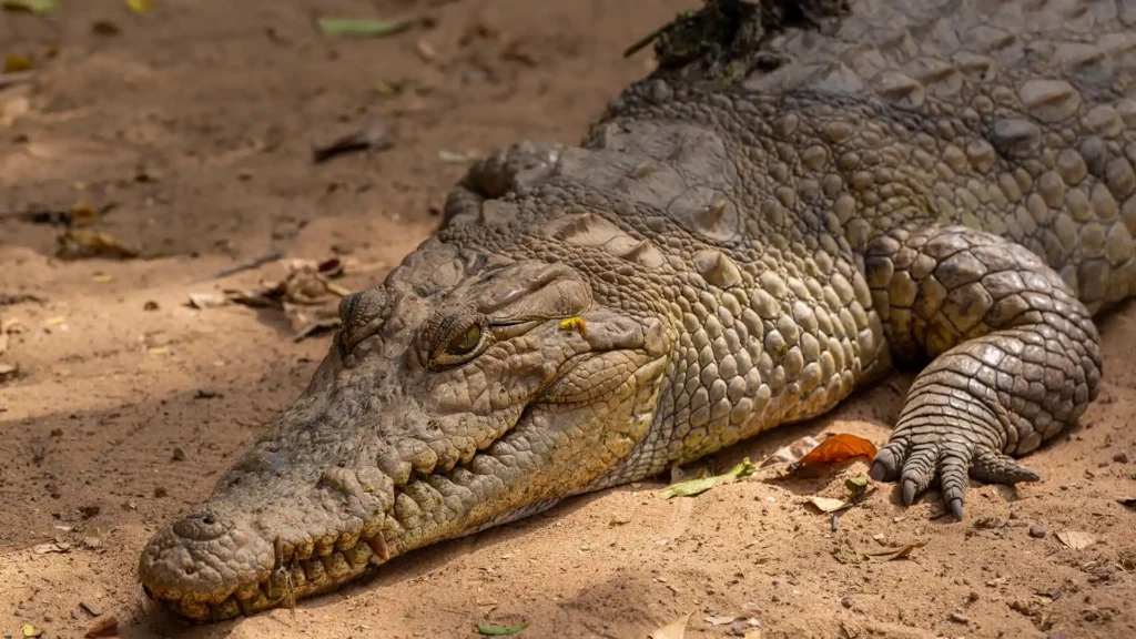 La Vanille Crocodile Park