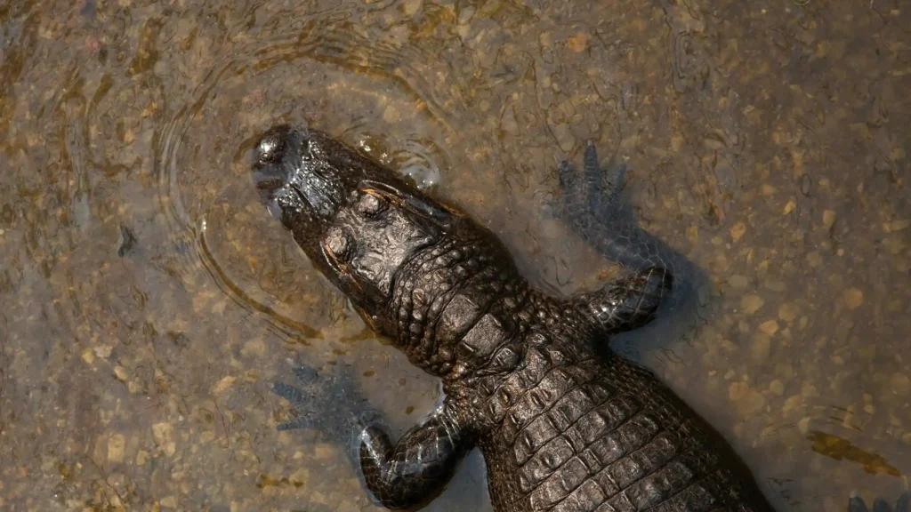 La Vanille Crocodile Park