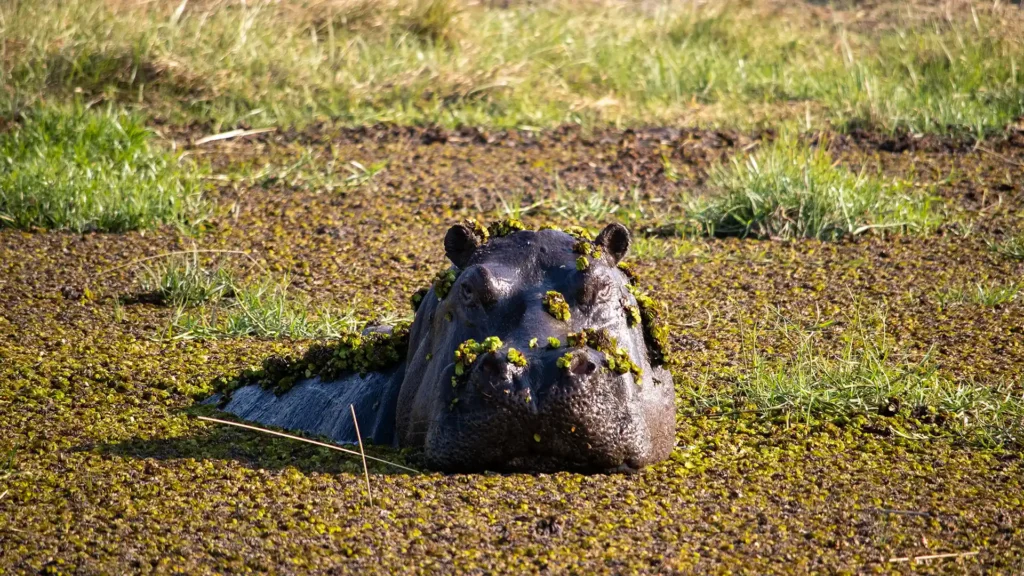 Linyanti Wildlife Reserve