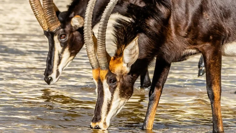 Linyanti Wildlife Reserve