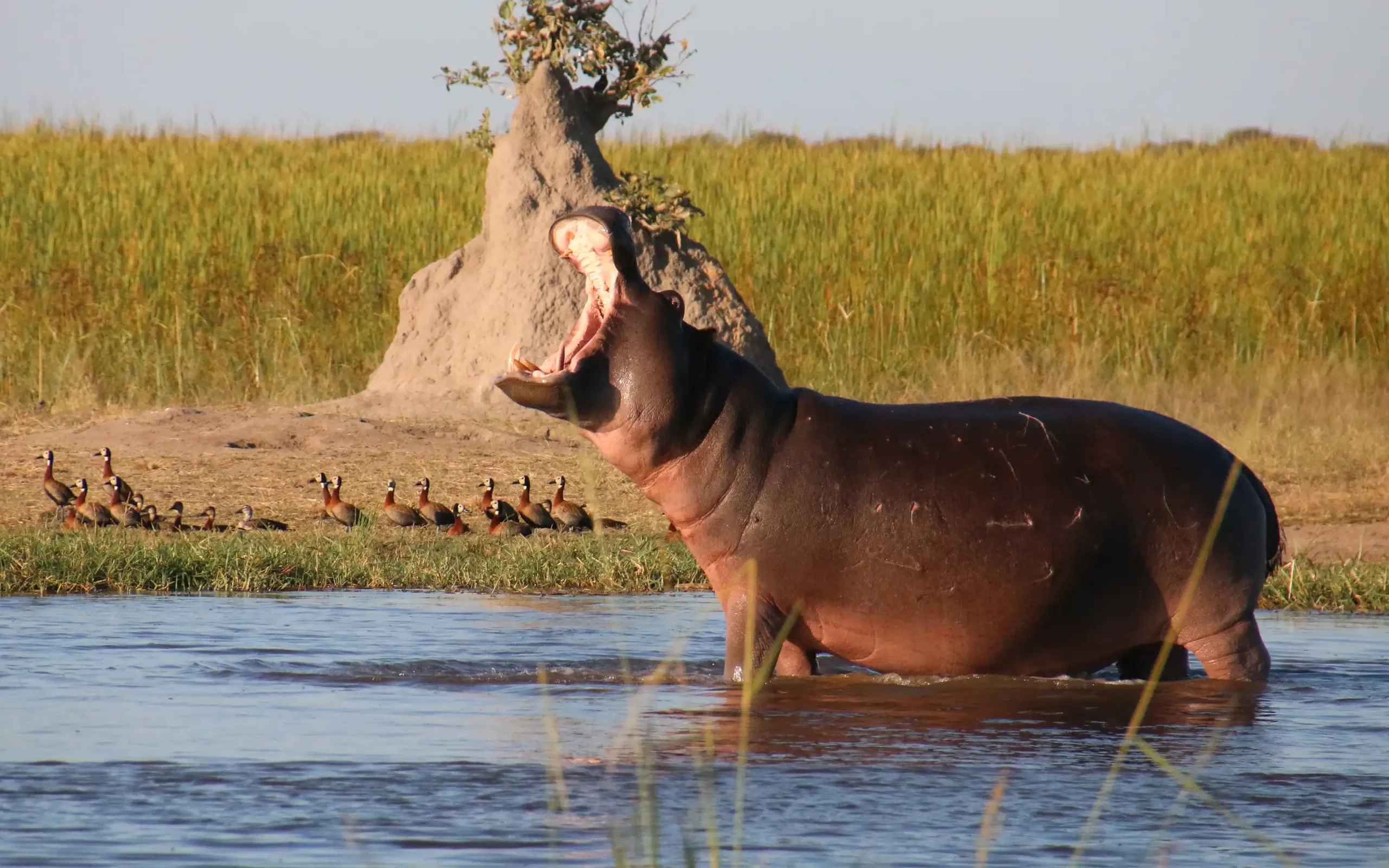 Linyanti Wildlife Reserve