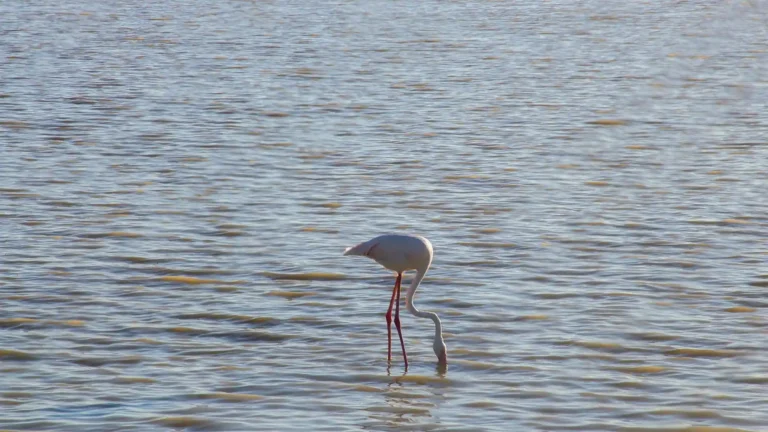 Makgadikgadi Pans