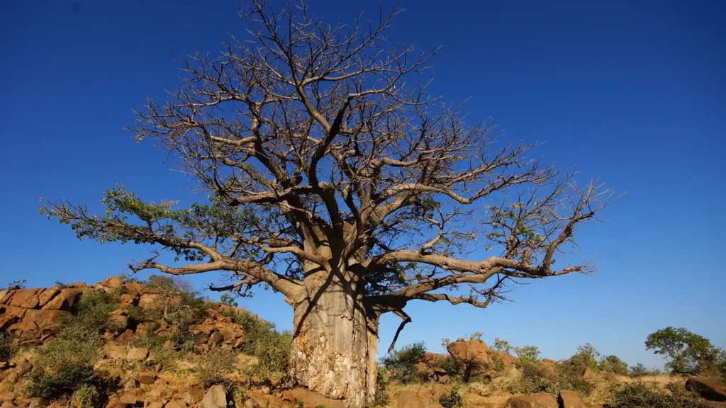 Makgadikgadi Pans