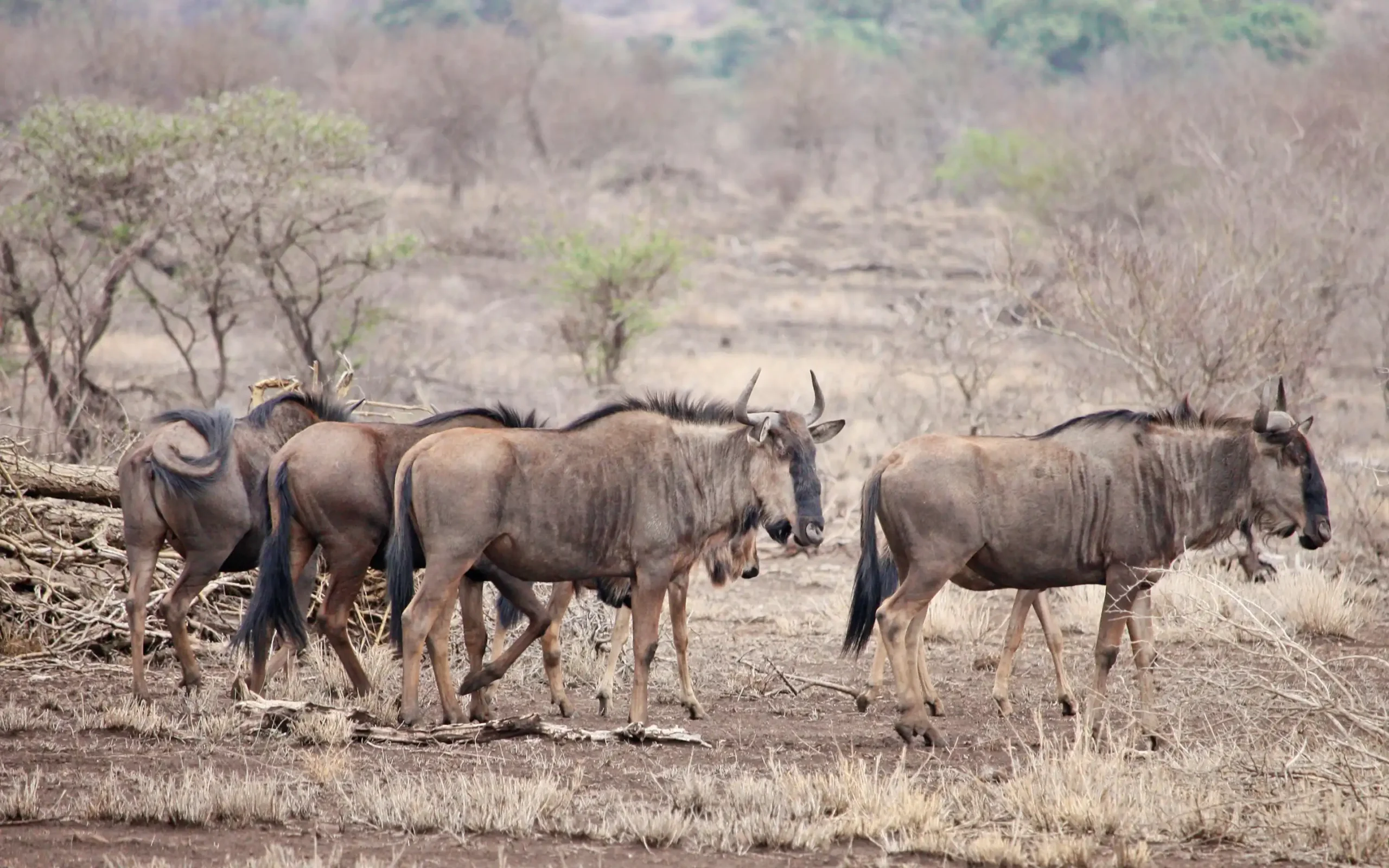 Makgadikgadi Pans