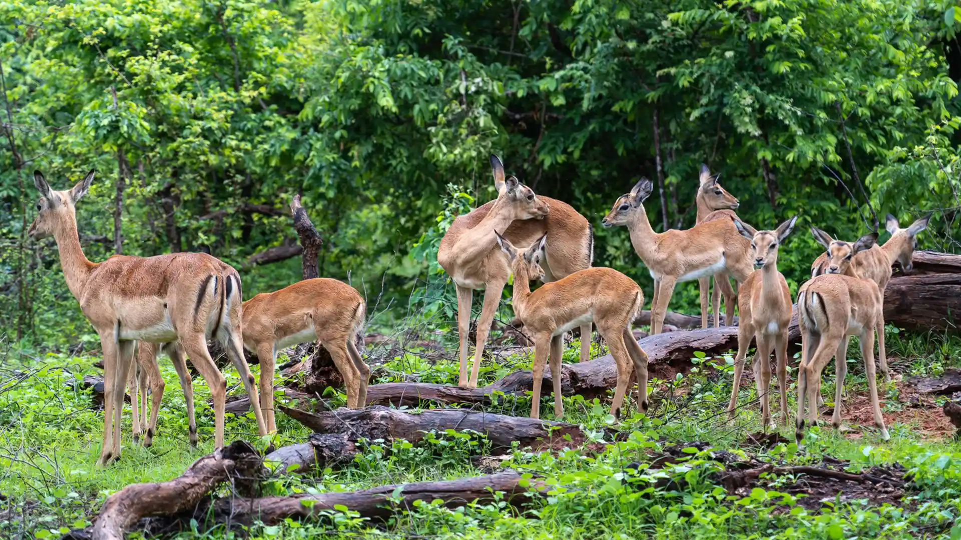 Matusadona National Park