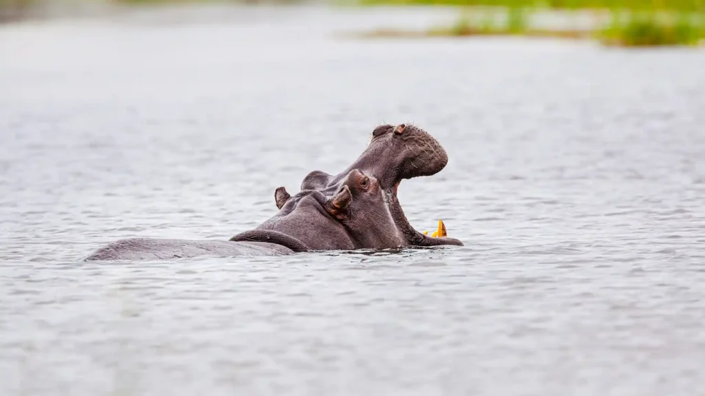 Moremi Game Reserve