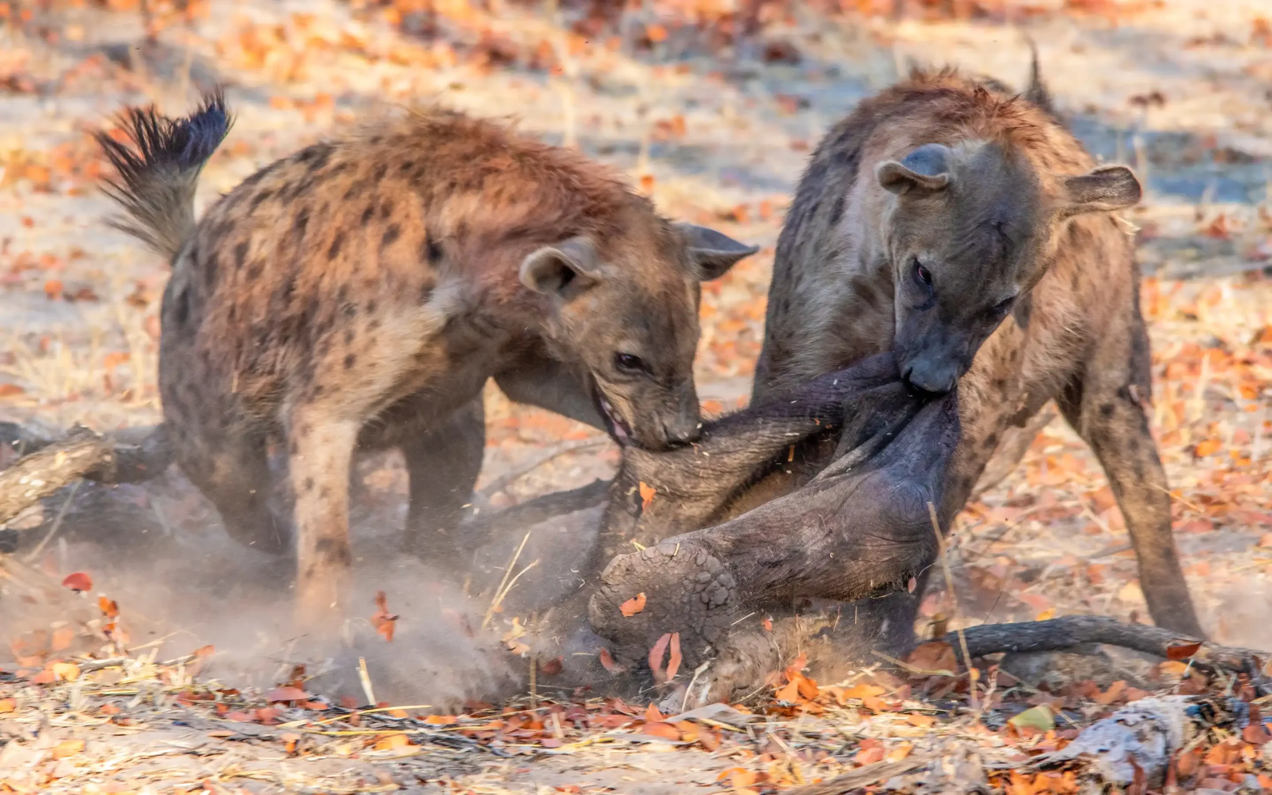 Moremi Game Reserve