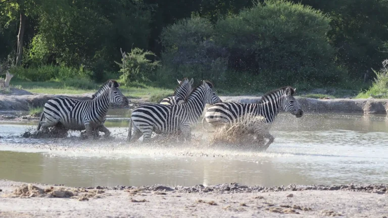 Nxai Pan National Park