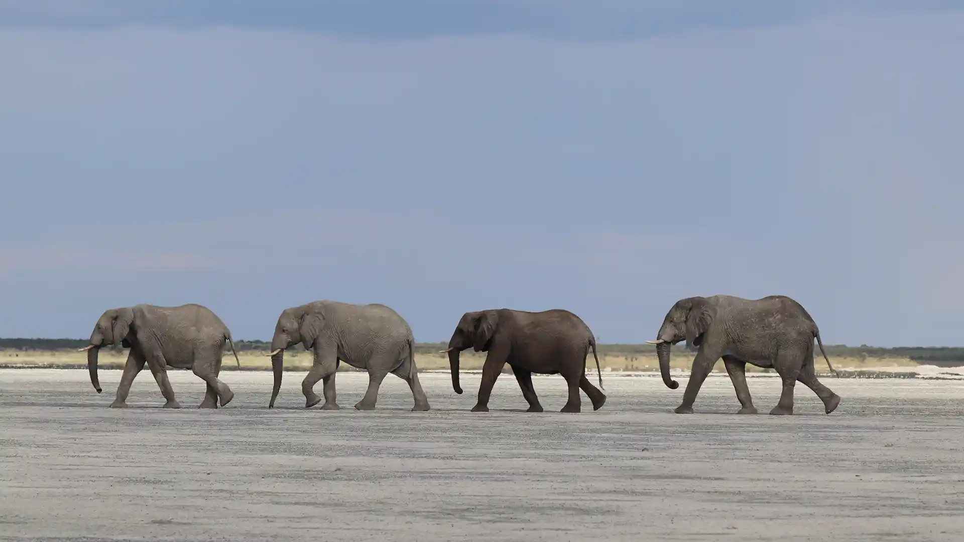 Nxai Pan National Park