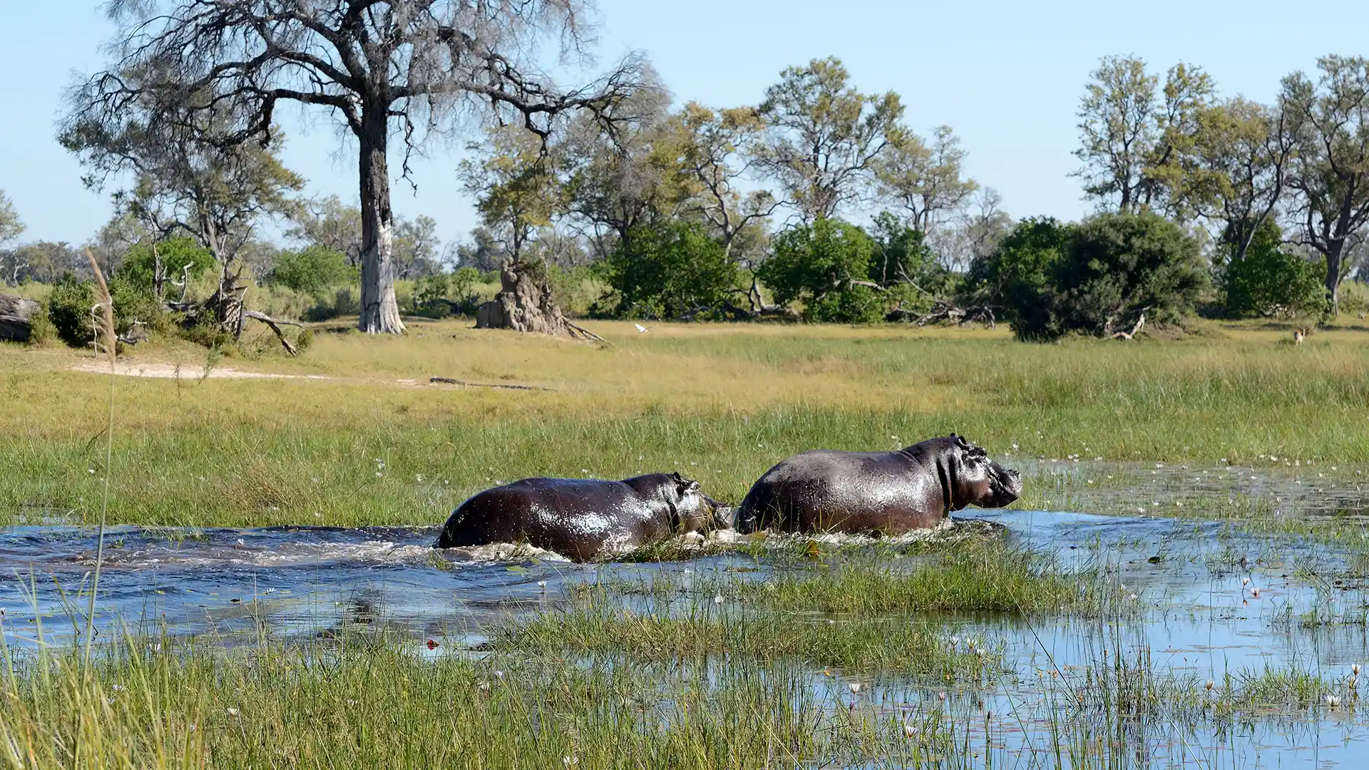 Okavango Delta