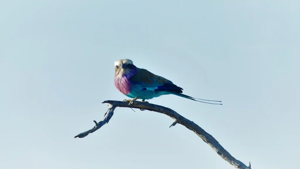 Nxai Pan National Park